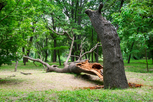 Best Utility Line Clearance  in Parkersburg, WV