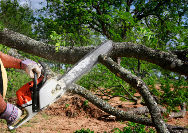 Best Tree Health Inspection  in Parkersburg, WV