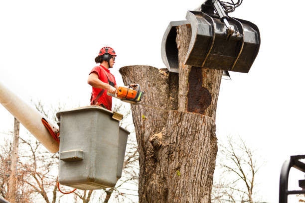 Best Tree Disease Treatment  in Parkersburg, WV